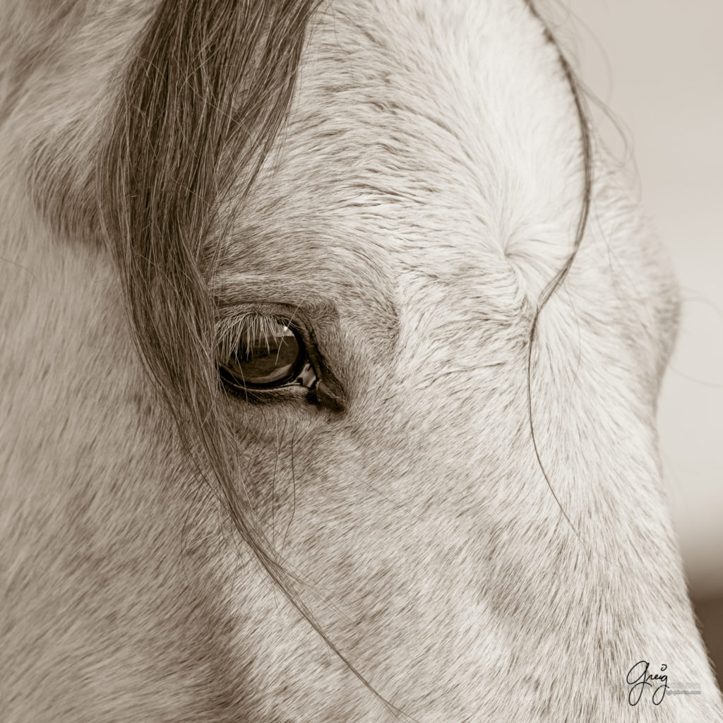 black and white sepia toned prints of wild horses, mares, foals, stallionsm mustangs, wild horse photography, wild horse photographers, fine art equine photography