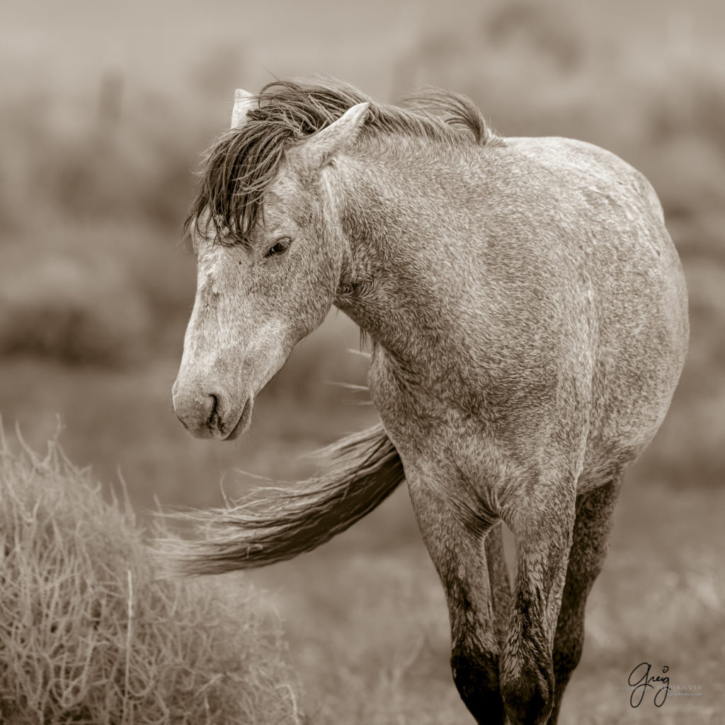 black and white sepia toned prints of wild horses, mares, foals, stallionsm mustangs, wild horse photography, wild horse photographers, fine art equine photography