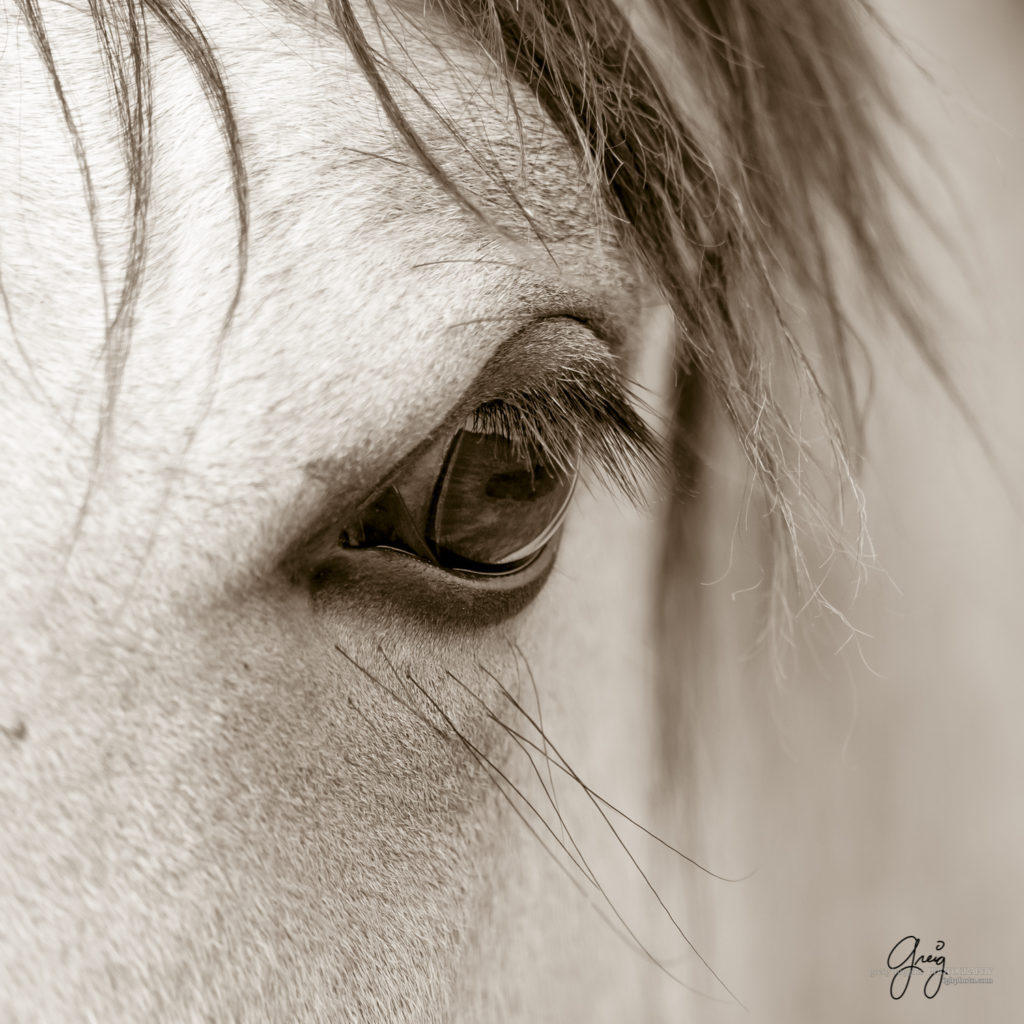 black and white sepia toned prints of wild horses, mares, foals, stallionsm mustangs, wild horse photography, wild horse photographers, fine art equine photography