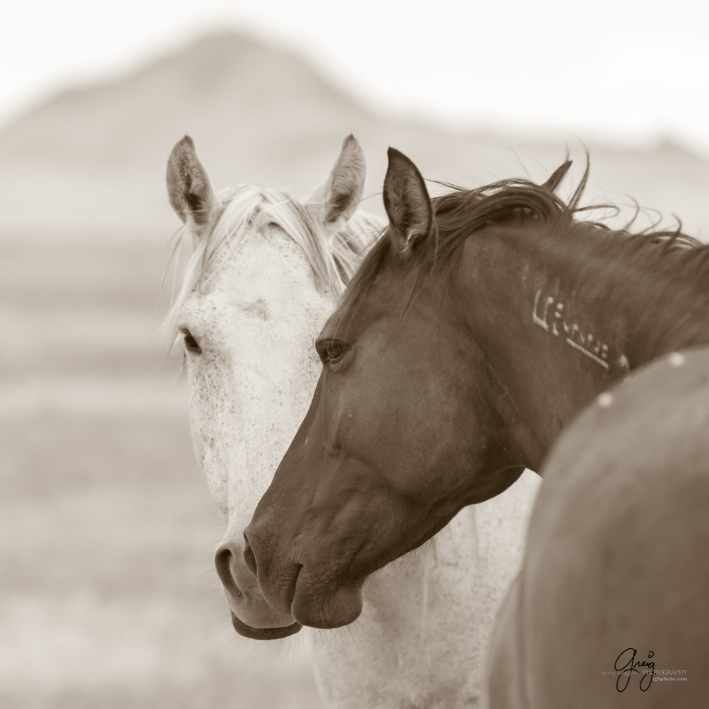 black and white sepia toned prints of wild horses, mares, foals, stallionsm mustangs, wild horse photography, wild horse photographers, fine art equine photography