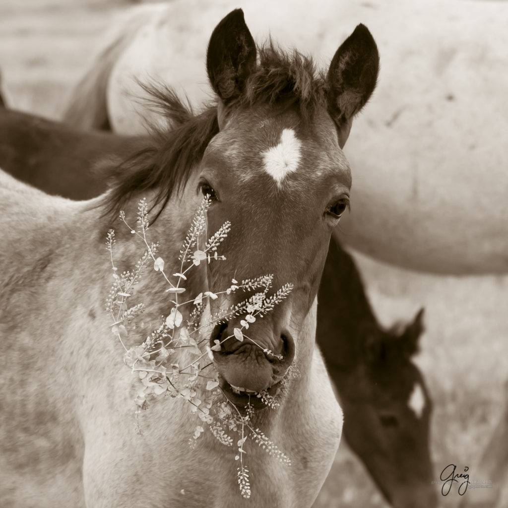 black and white sepia toned prints of wild horses, mares, foals, stallionsm mustangs, wild horse photography, wild horse photographers, fine art equine photography