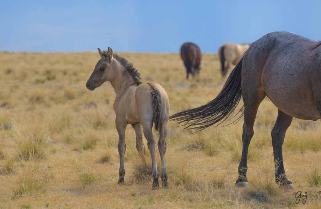 wild horse photographs, wild horse photography, wild horses, wild mustangs, wild horses running, wild horse herd, photography of horses