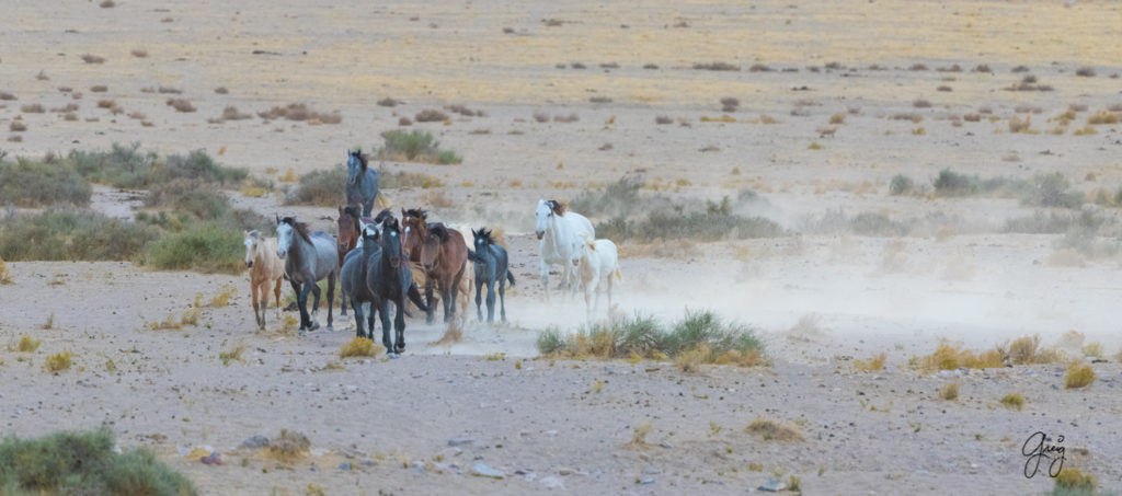 wild horses, wild horse photographers, wild horse photographs, wild mustangs, wild stallions, wild horses running, wild horse herds, utah wild horses