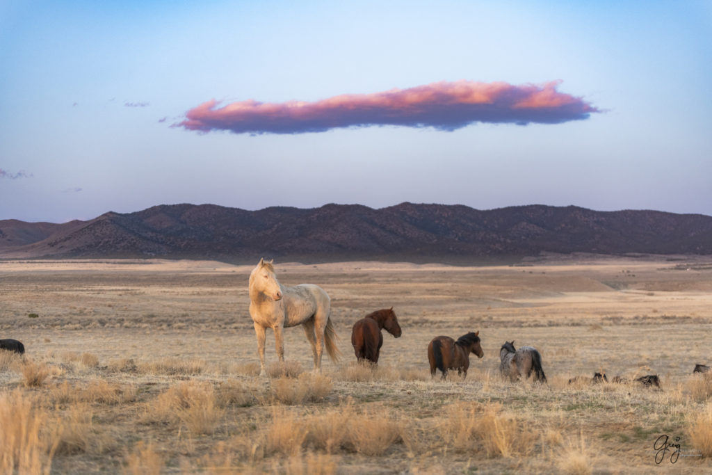 Onaqui wild horses, wild mustangs, wild mustang photography, photographs of wild mustangs, photography of wild horses