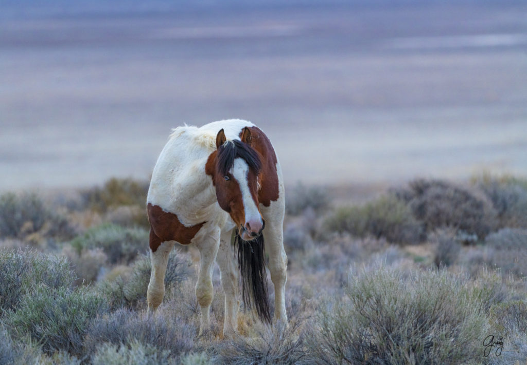 wild mustangs, wild mustang photography, photographs of wild horses, wild horse photography, Onaqui wild mustangs, Onaqui wild horses