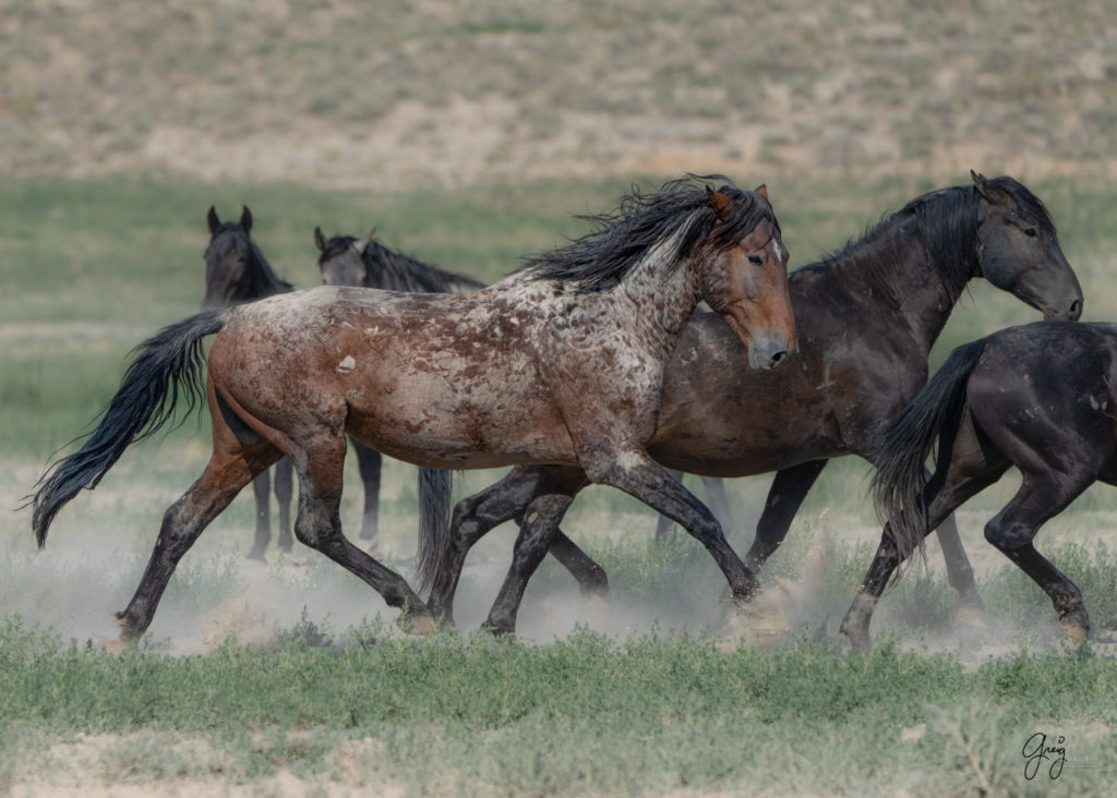 toned print wild stallion, wild mustang, Onaqui wild horses after 2021 roundup, photography of wild horses, photographs of wild horses, wild horse photography