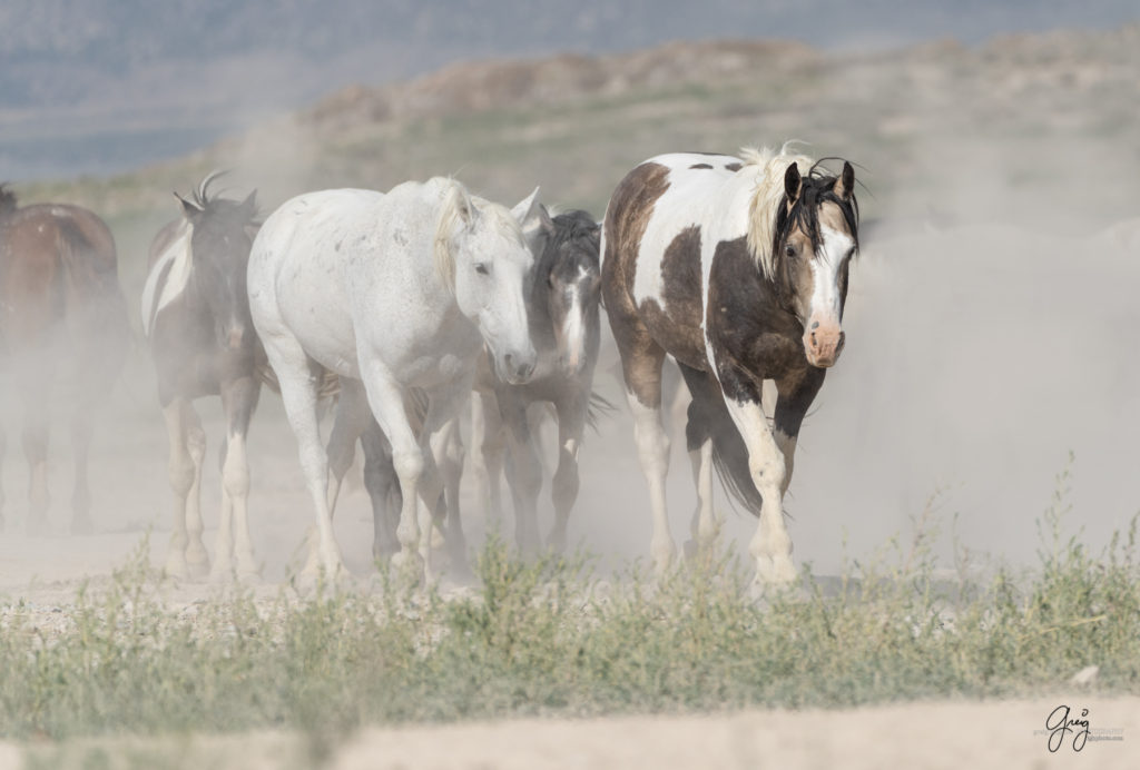 Onaqui wild horses after 2021 roundup, photography of wild horses, photographs of wild horses, wild horse photography