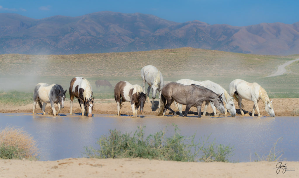 wild horses at watering hole, Onaqui wild horses after 2021 roundup, photography of wild horses, photographs of wild horses, wild horse photography
