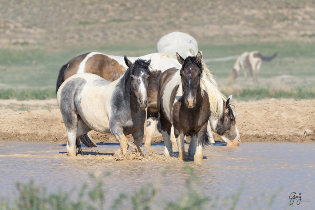 Onaqui wild horses after 2021 roundup, photography of wild horses, photographs of wild horses, wild horse photography