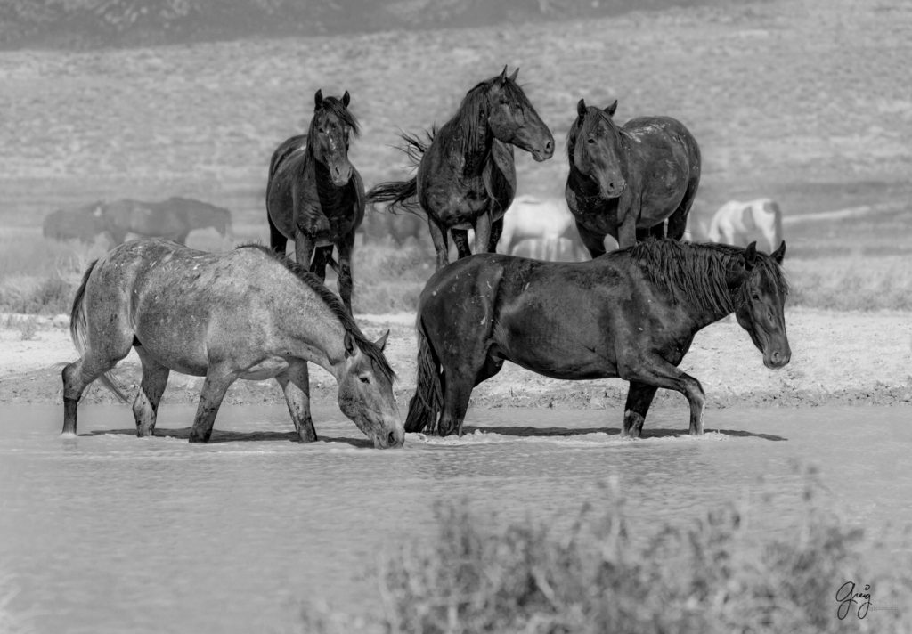 Onaqui wild horses after 2021 roundup, photography of wild horses, photographs of wild horses, wild horse photography