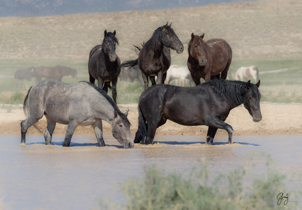 Onaqui wild horses after 2021 roundup, photography of wild horses, photographs of wild horses, wild horse photography