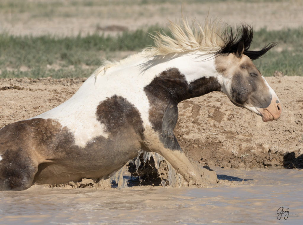 Onaqui wild horses after 2021 roundup, photography of wild horses, photographs of wild horses, wild horse photography