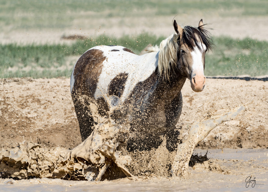 wild horse in watering hole, stallion in watering hole, Onaqui wild horses after 2021 roundup, photography of wild horses, photographs of wild horses, wild horse photography