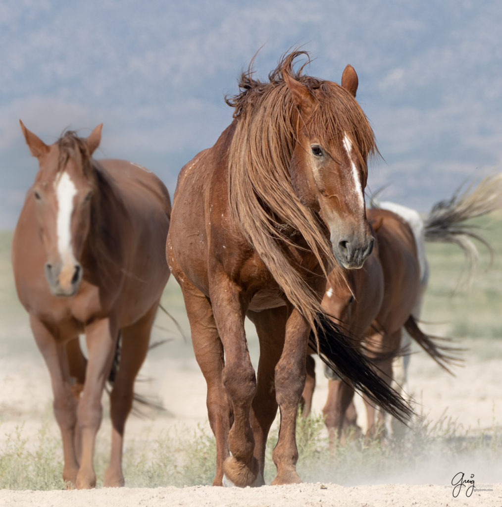 Onaqui wild horses after 2021 roundup, photography of wild horses, photographs of wild horses, wild horse photography