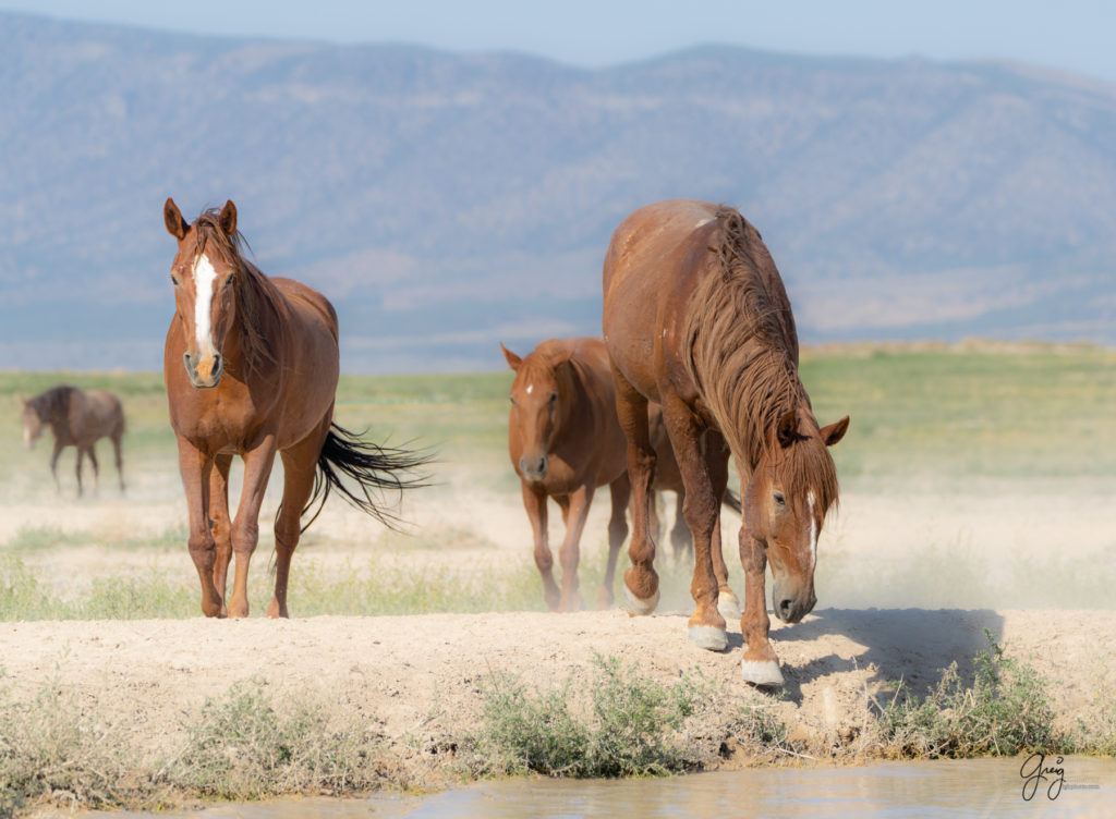 Onaqui wild horses after 2021 roundup, photography of wild horses, photographs of wild horses, wild horse photography