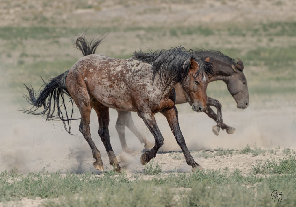 toned print wild stallion, wild mustang, Onaqui wild horses after 2021 roundup, photography of wild horses, photographs of wild horses, wild horse photography