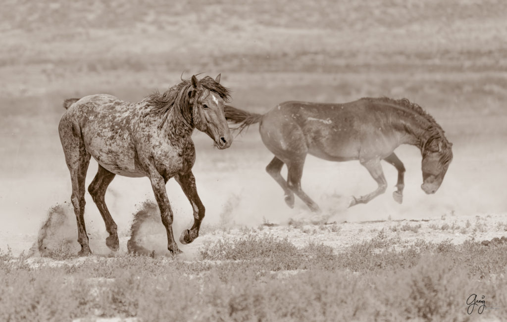 toned print wild stallion, wild mustang, Onaqui wild horses after 2021 roundup, photography of wild horses, photographs of wild horses, wild horse photography