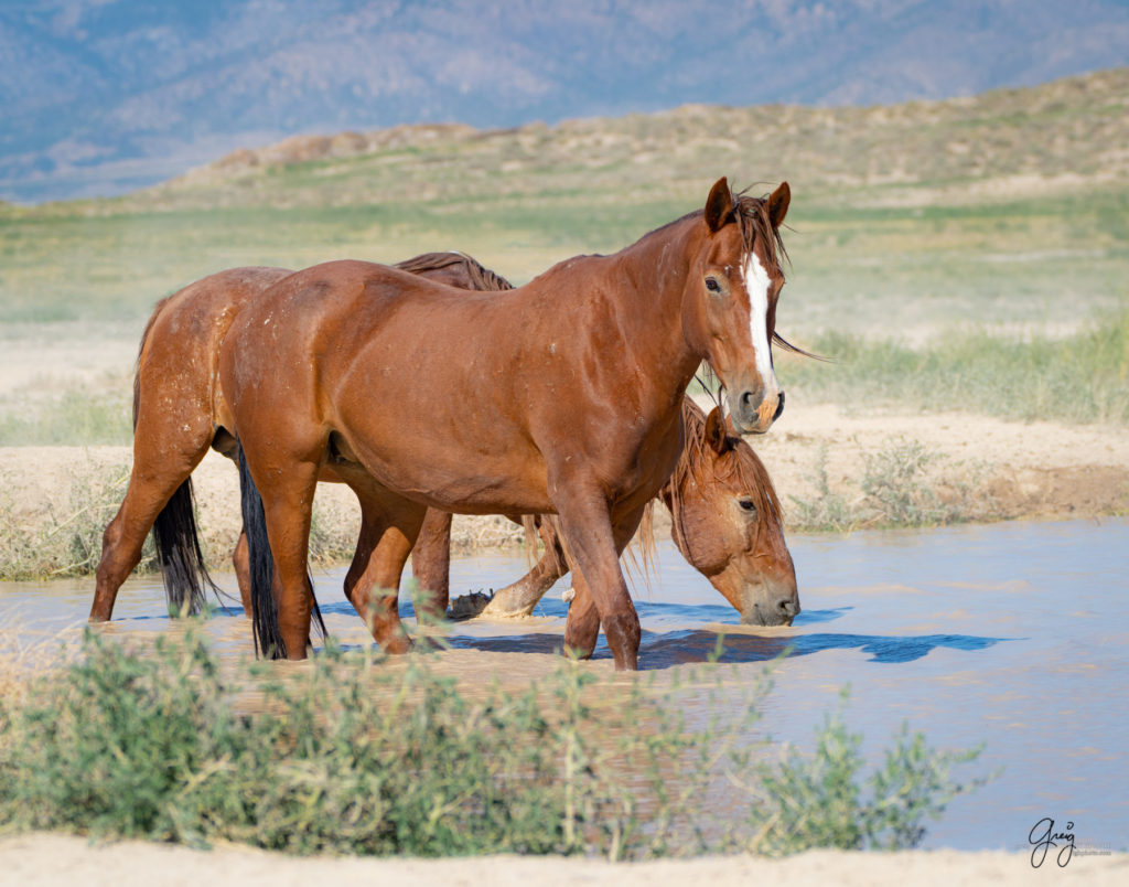 Onaqui wild horses after 2021 roundup, photography of wild horses, photographs of wild horses, wild horse photography