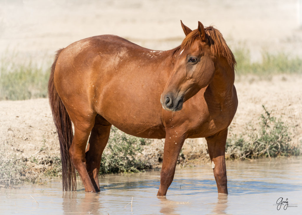 Onaqui wild horses after 2021 roundup, photography of wild horses, photographs of wild horses, wild horse photography