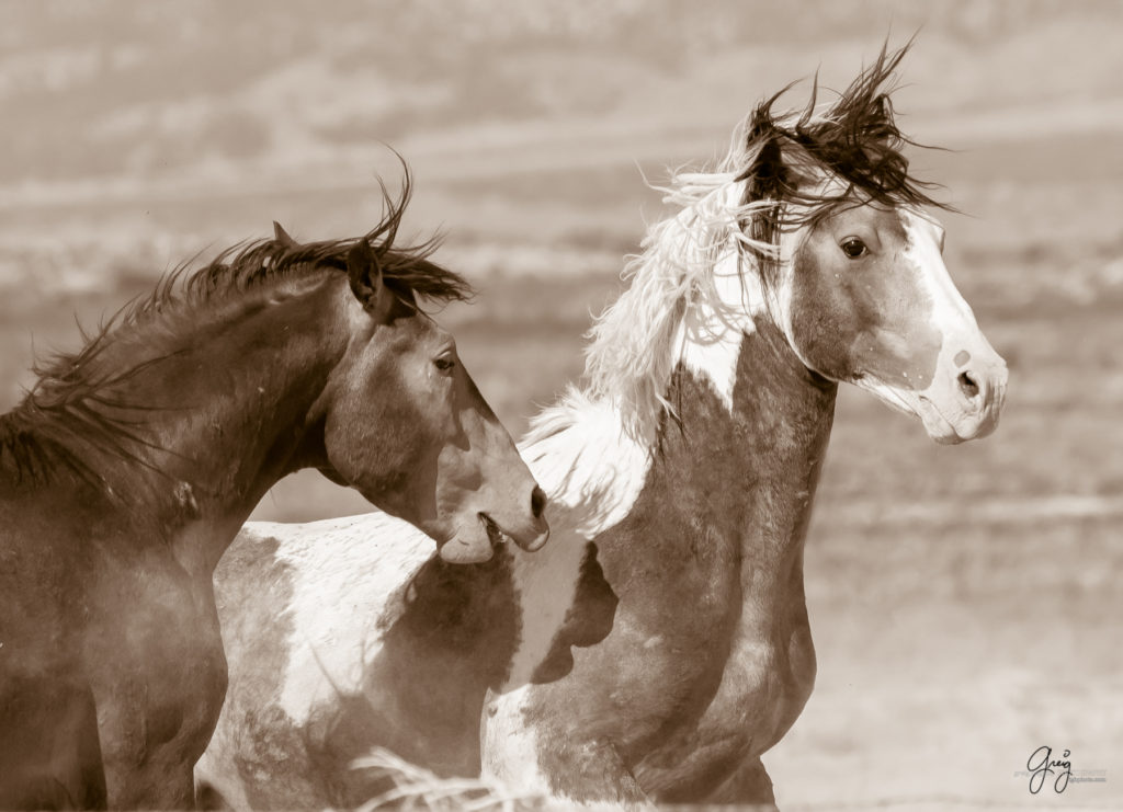 Onaqui wild horses after 2021 roundup, photography of wild horses, photographs of wild horses, wild horse photography