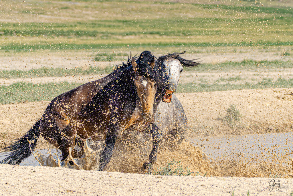 wild horses fight in watering hole, Onaqui wild horses after 2021 roundup, photography of wild horses, photographs of wild horses, wild horse photography