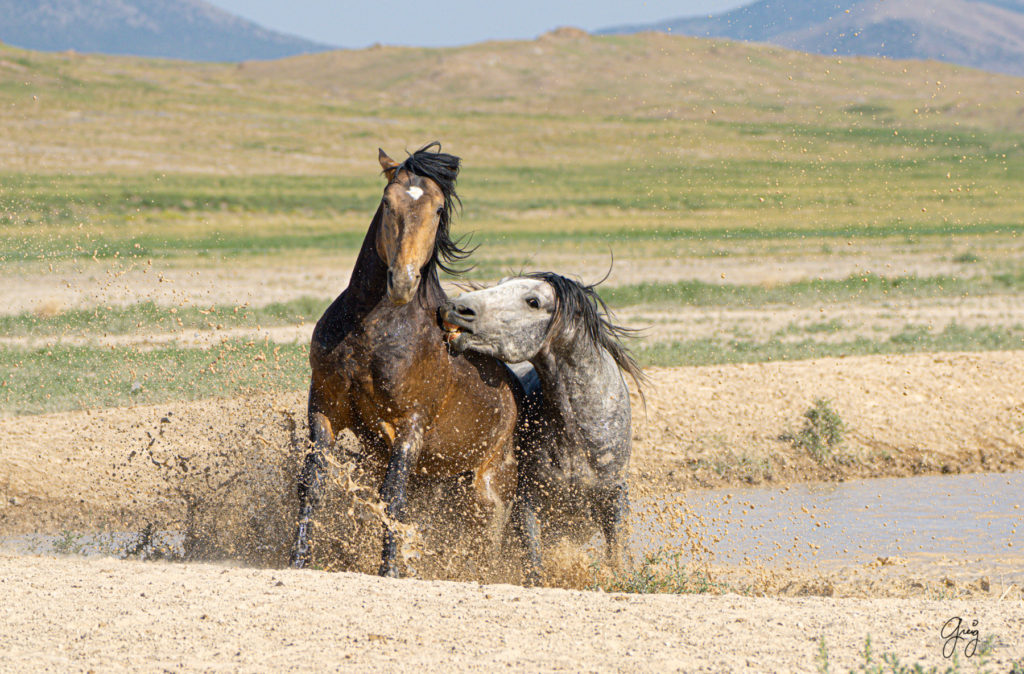 wild horses fight in watering hole, Onaqui wild horses after 2021 roundup, photography of wild horses, photographs of wild horses, wild horse photography