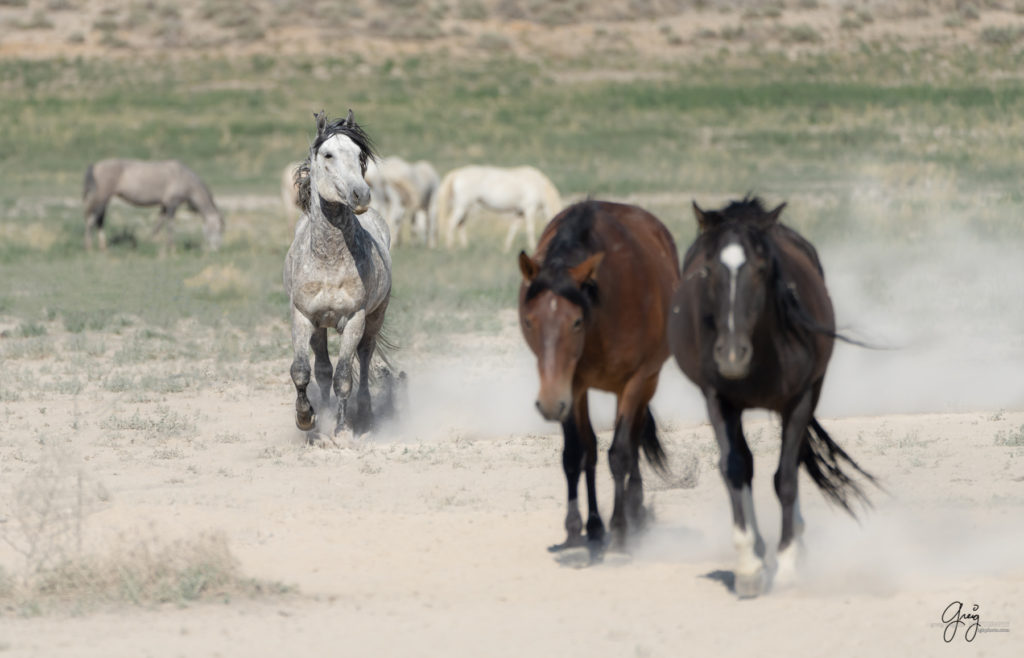 stallion, Onaqui wild horses after 2021 roundup, photography of wild horses, photographs of wild horses, wild horse photography
