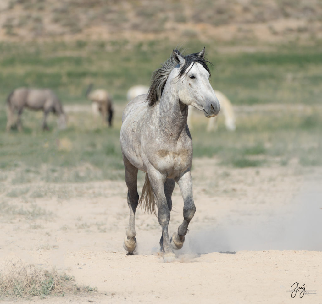 wild stallion onaqui herd, Onaqui wild horses after 2021 roundup, photography of wild horses, photographs of wild horses, wild horse photography