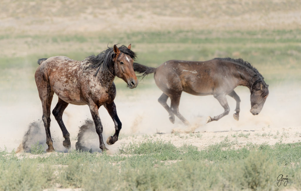 toned print wild stallion, wild mustang, Onaqui wild horses after 2021 roundup, photography of wild horses, photographs of wild horses, wild horse photography