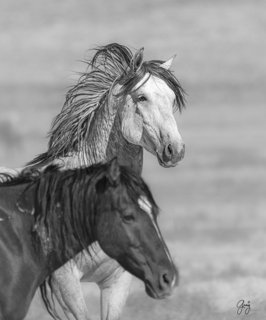 Onaqui wild horses after 2021 roundup, photography of wild horses, photographs of wild horses, wild horse photography