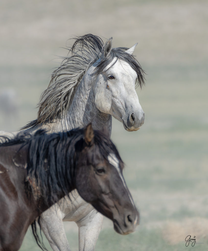 Onaqui wild horses after 2021 roundup, photography of wild horses, photographs of wild horses, wild horse photography