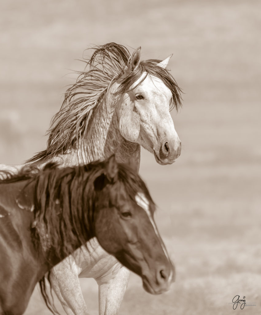 wild horse stallion toned print, Onaqui wild horses after 2021 roundup, photography of wild horses, photographs of wild horses, wild horse photography
