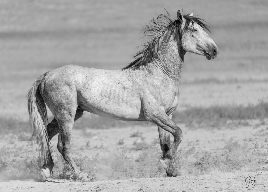 toned print wild stallion, wild mustang, Onaqui wild horses after 2021 roundup, photography of wild horses, photographs of wild horses, wild horse photography