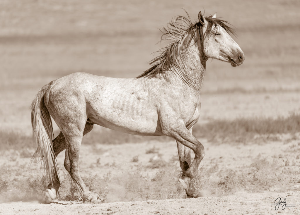 toned print wild stallion, Onaqui wild horses after 2021 roundup, photography of wild horses, photographs of wild horses, wild horse photography