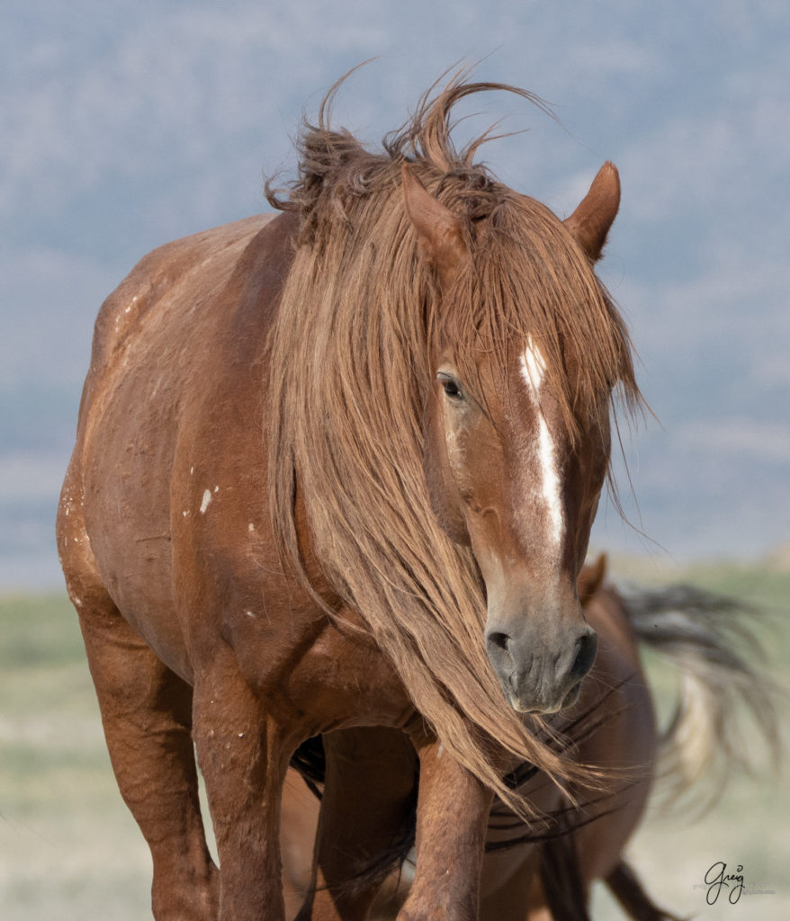 Onaqui wild horses after 2021 roundup, photography of wild horses, photographs of wild horses, wild horse photography