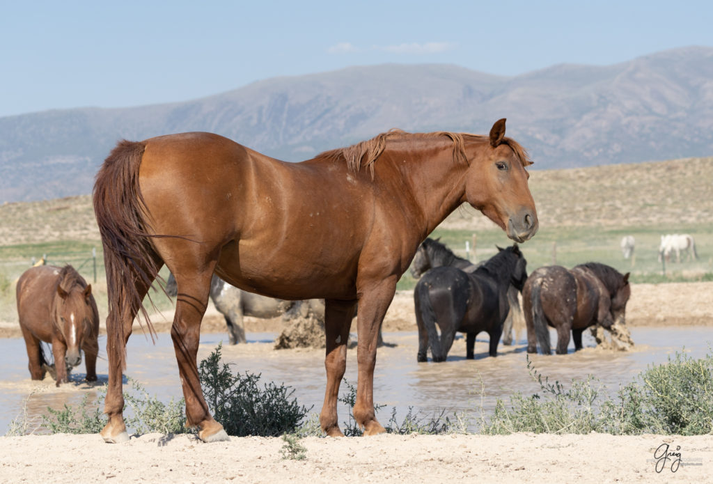 wild horse at watering hole, Onaqui wild horses after 2021 roundup, photography of wild horses, photographs of wild horses, wild horse photography