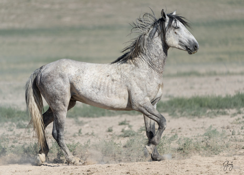 wild mustang, wild stallion, Onaqui wild horses after 2021 roundup, photography of wild horses, photographs of wild horses, wild horse photography