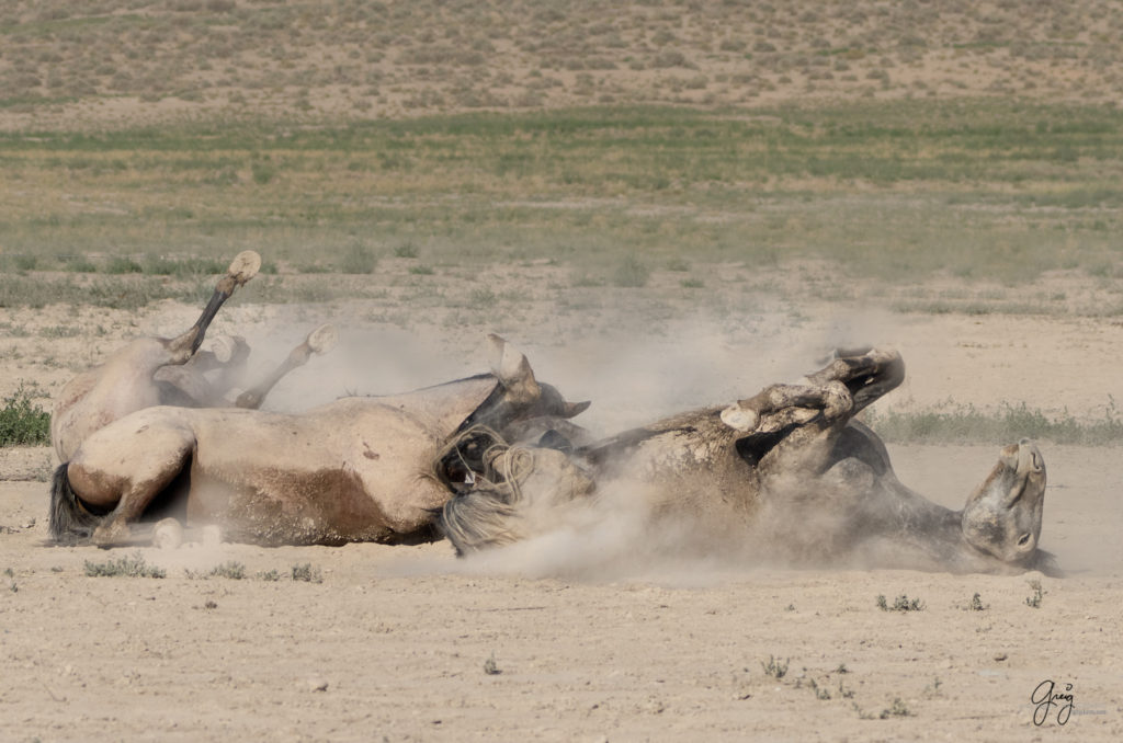 wild horses roll in dust, Onaqui wild horses after 2021 roundup, photography of wild horses, photographs of wild horses, wild horse photography