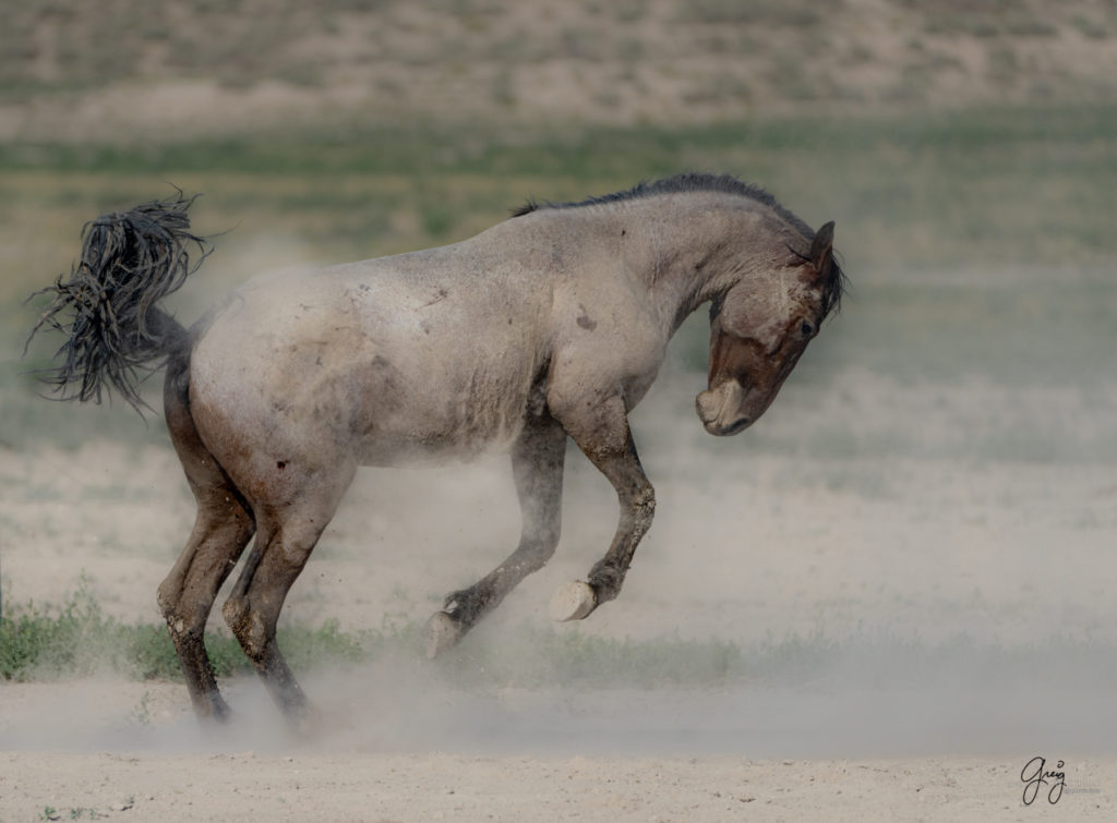 wild horse covered in dust, Onaqui wild horses after 2021 roundup, photography of wild horses, photographs of wild horses, wild horse photography