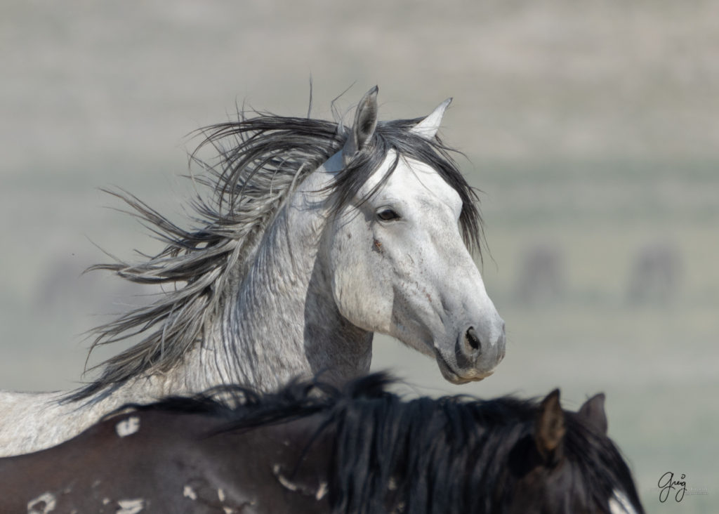 wild horse stallion, wild horse mustang, Onaqui wild horses after 2021 roundup, photography of wild horses, photographs of wild horses, wild horse photography