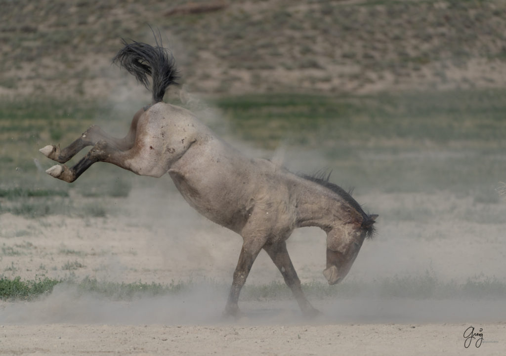 wild stallion bucking, wild mustang, Onaqui wild horses after 2021 roundup, photography of wild horses, photographs of wild horses, wild horse photography