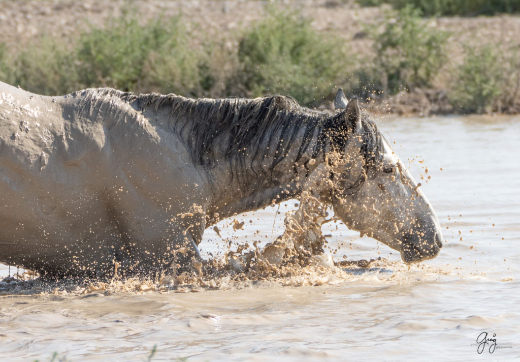 Onaqui wild horses after 2021 roundup, photography of wild horses, photographs of wild horses, wild horse photography, wild horses at watering hole