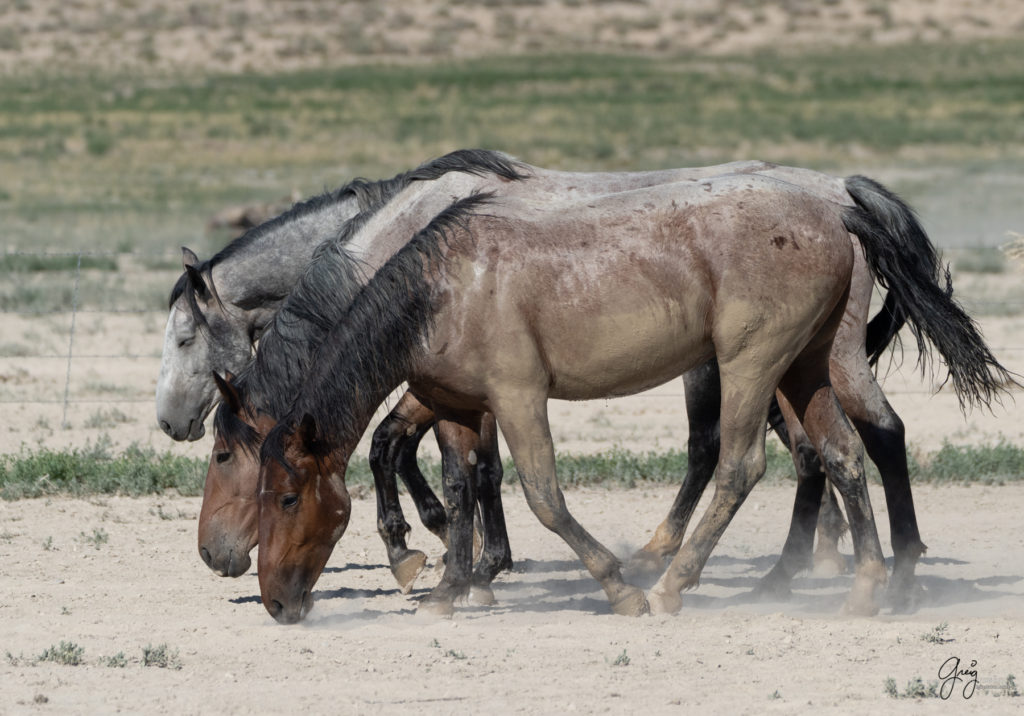 three bachelor mustangs, three stallions, wild horse stallions, Onaqui wild horses after 2021 roundup, photography of wild horses, photographs of wild horses, wild horse photography