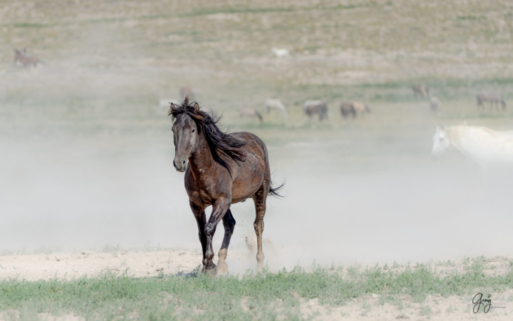 toned print wild stallion, wild mustang, Onaqui wild horses after 2021 roundup, photography of wild horses, photographs of wild horses, wild horse photography