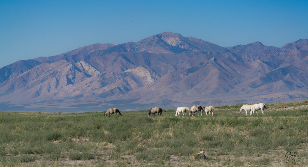 Onaqui wild horses after 2021 roundup, photography of wild horses, photographs of wild horses, wild horse photography