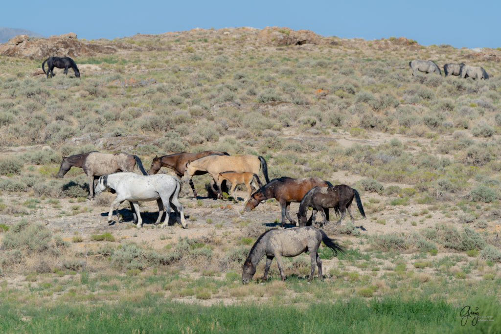 Onaqui wild horses after 2021 roundup, photography of wild horses, photographs of wild horses, wild horse photography