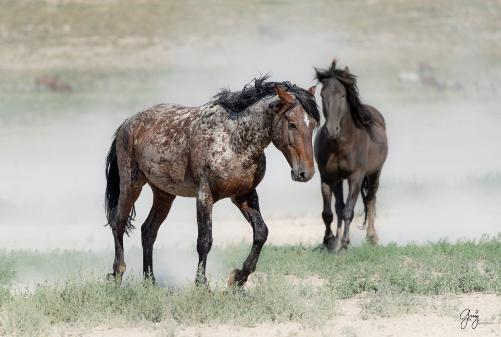 toned print wild stallion, wild mustang, Onaqui wild horses after 2021 roundup, photography of wild horses, photographs of wild horses, wild horse photography