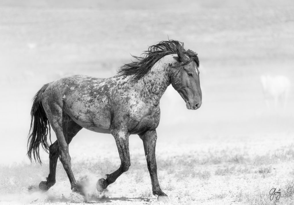 toned print wild stallion, wild mustang, Onaqui wild horses after 2021 roundup, photography of wild horses, photographs of wild horses, wild horse photography