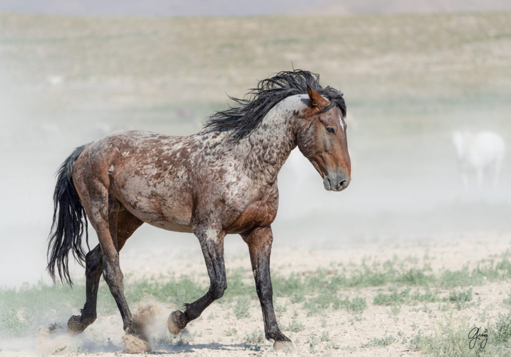 toned print wild stallion, wild mustang, Onaqui wild horses after 2021 roundup, photography of wild horses, photographs of wild horses, wild horse photography