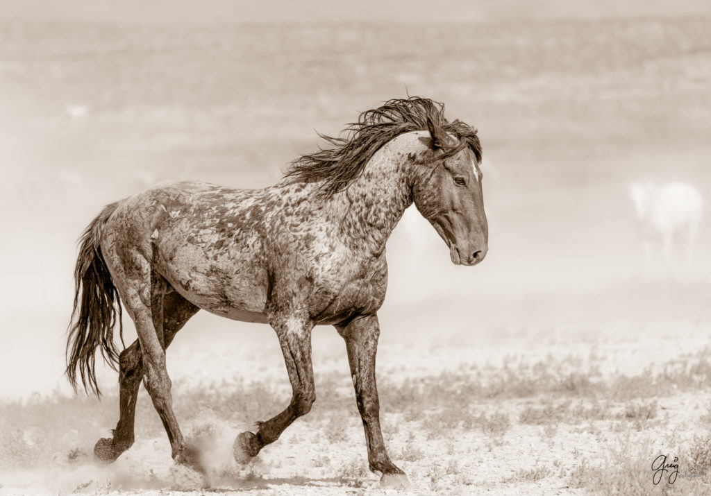 toned print wild stallion, wild mustang, Onaqui wild horses after 2021 roundup, photography of wild horses, photographs of wild horses, wild horse photography